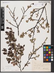 Foto von Salix aurita L.